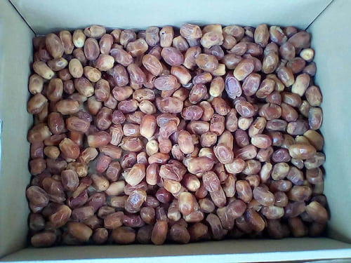 قیمت خرمای شکری با کیفیت ارزان + خرید عمده